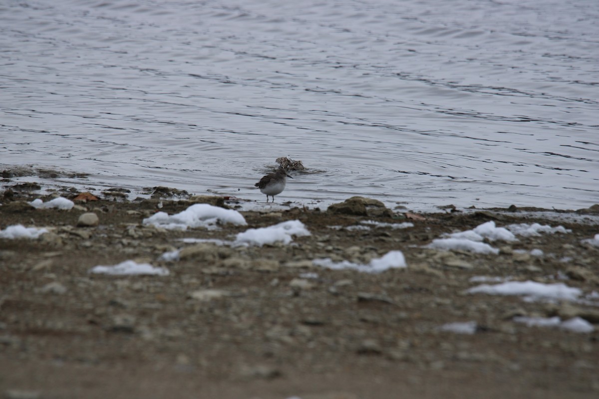 Correlimos Común - ML646422450