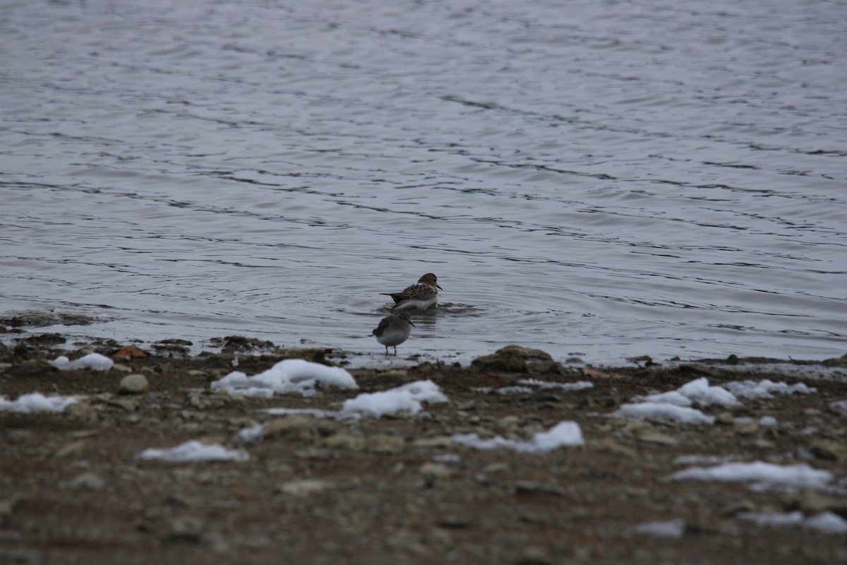 Correlimos Común - ML646422451