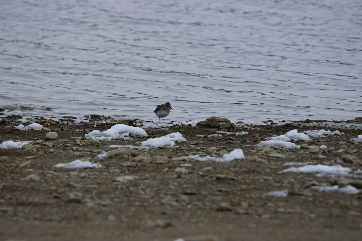 Correlimos Común - ML646422452