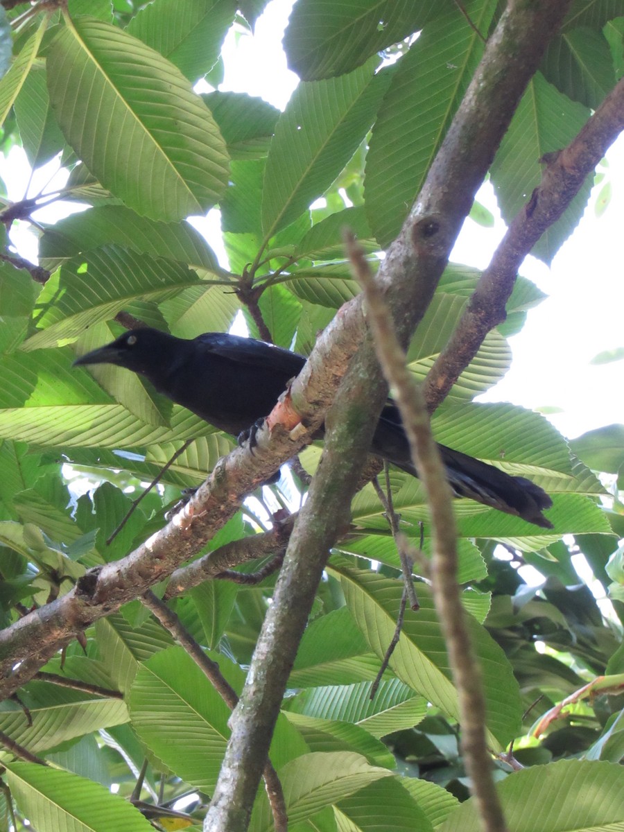 Great-tailed Grackle - ML646422453