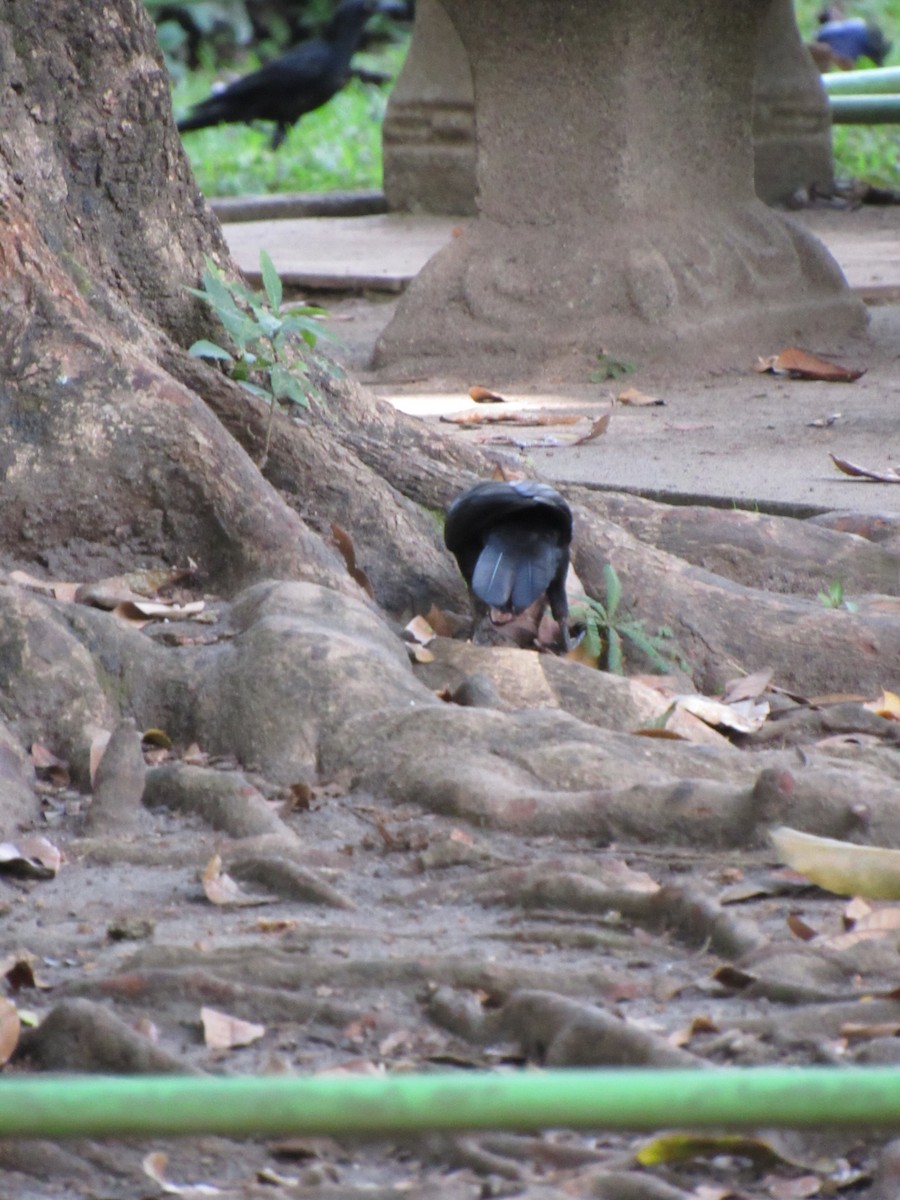 Great-tailed Grackle - ML646422454