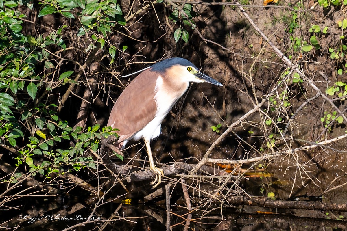 Nankeen Night Heron - ML646422455