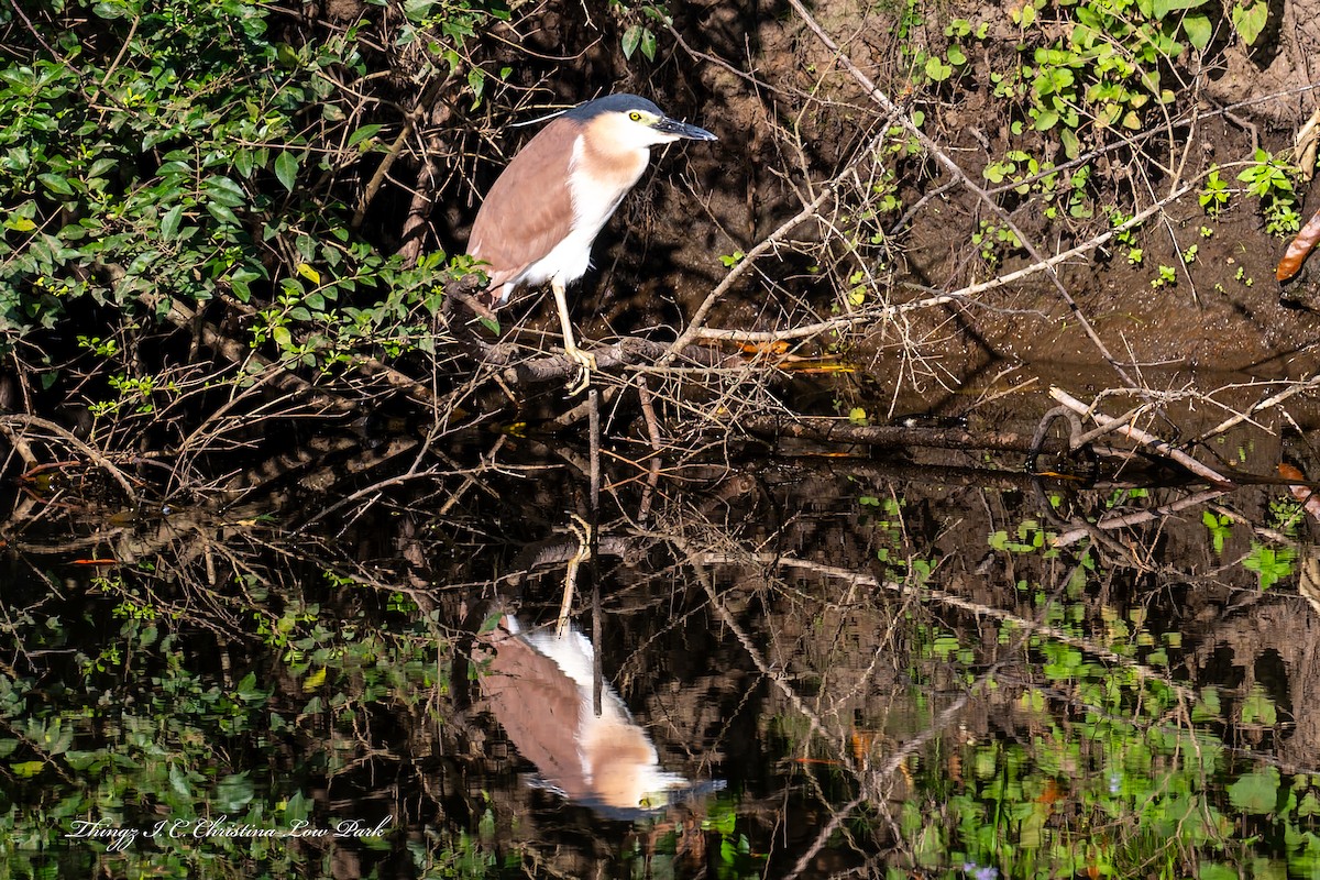 Nankeen Night Heron - ML646422456