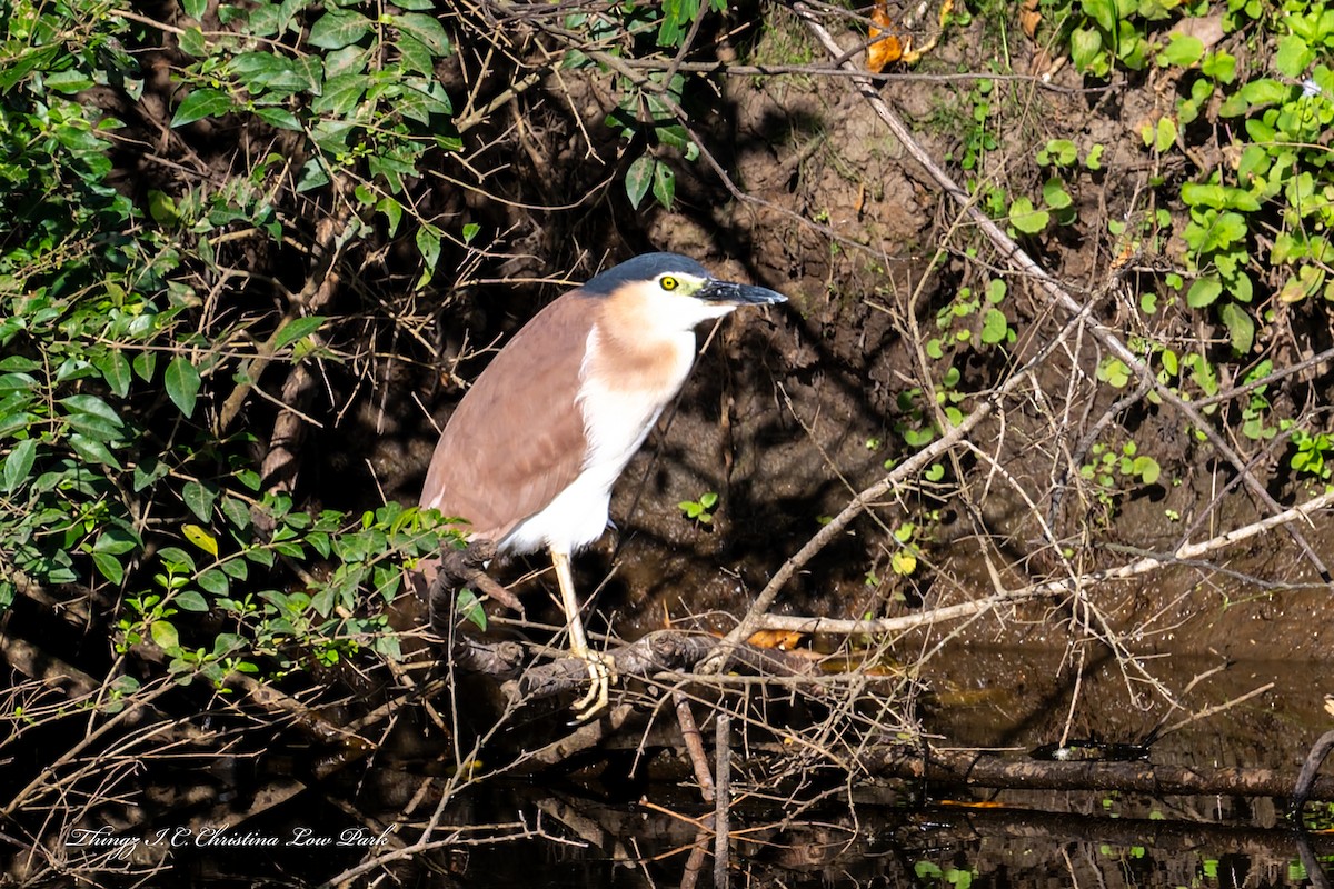 Nankeen Night Heron - ML646422457