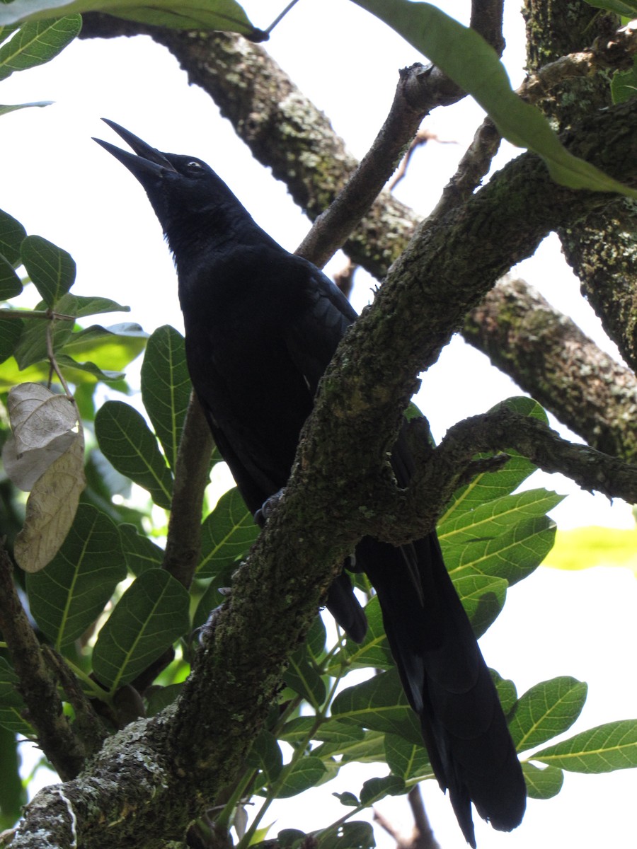 Great-tailed Grackle - ML646422458