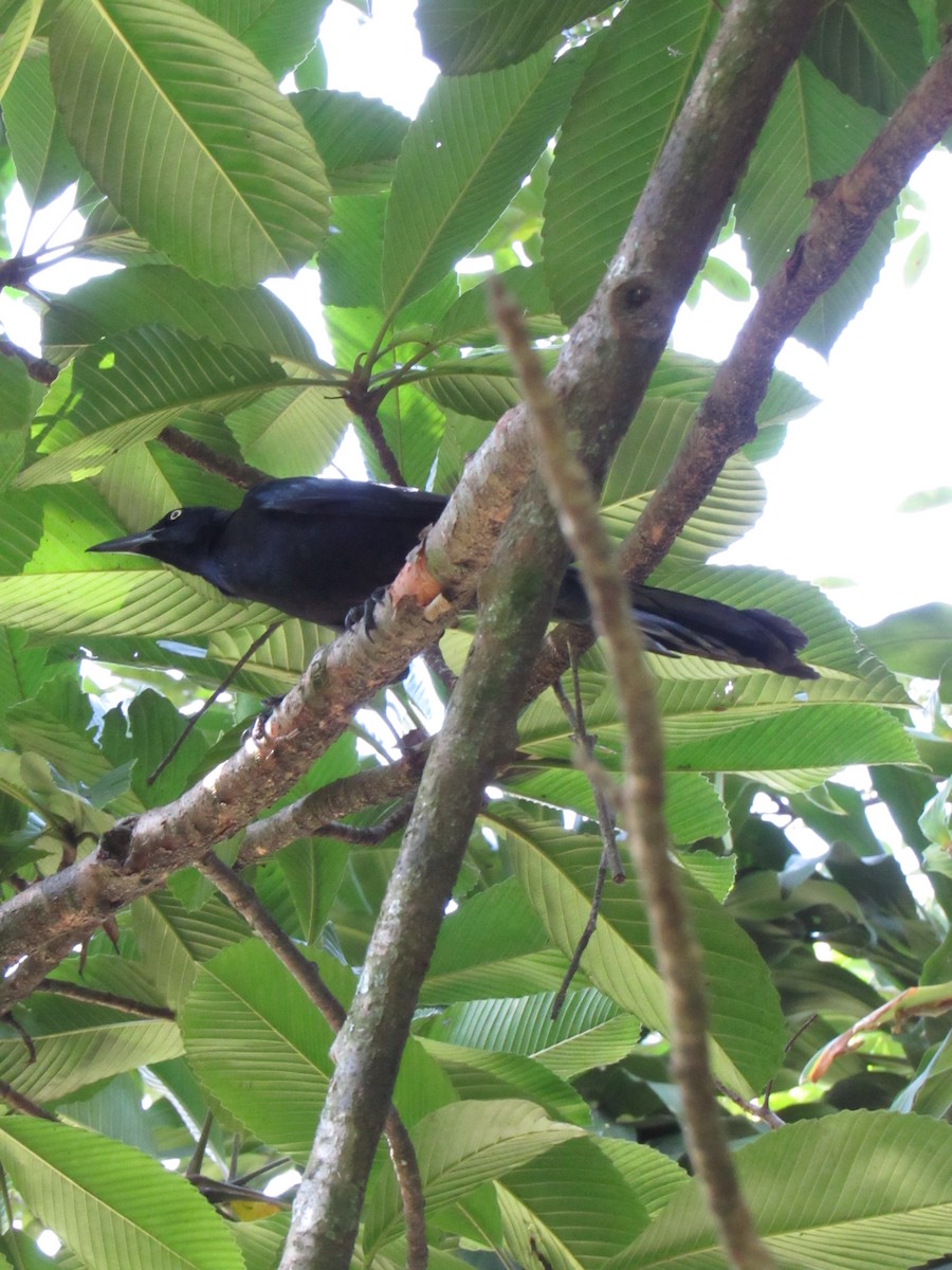Great-tailed Grackle - ML646422459