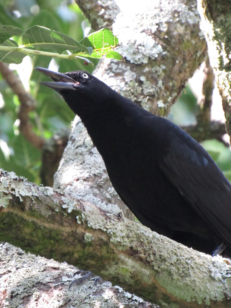 Great-tailed Grackle - ML646422461
