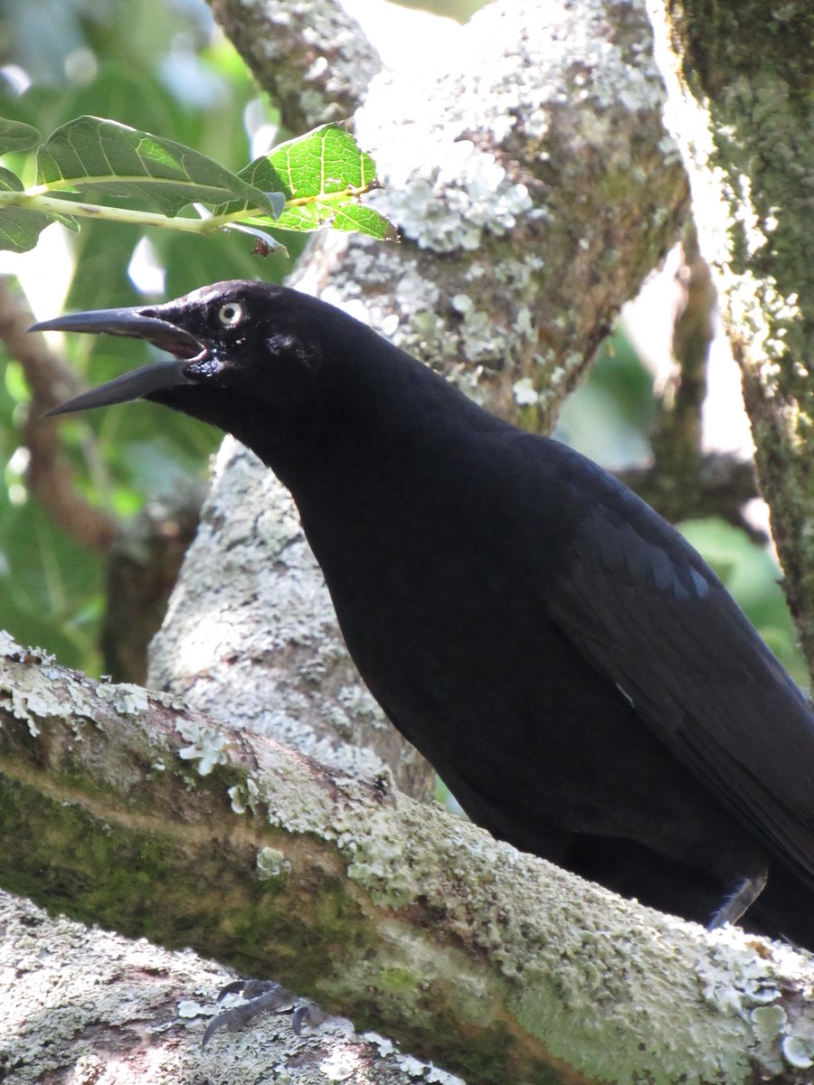 Great-tailed Grackle - ML646422462