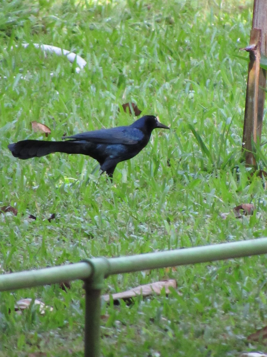 Great-tailed Grackle - ML646422464