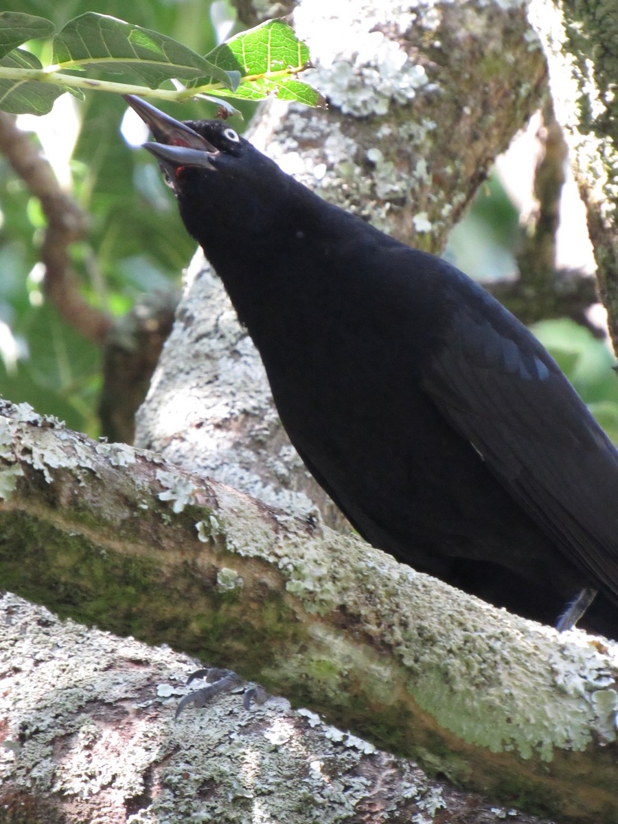 Great-tailed Grackle - ML646422465