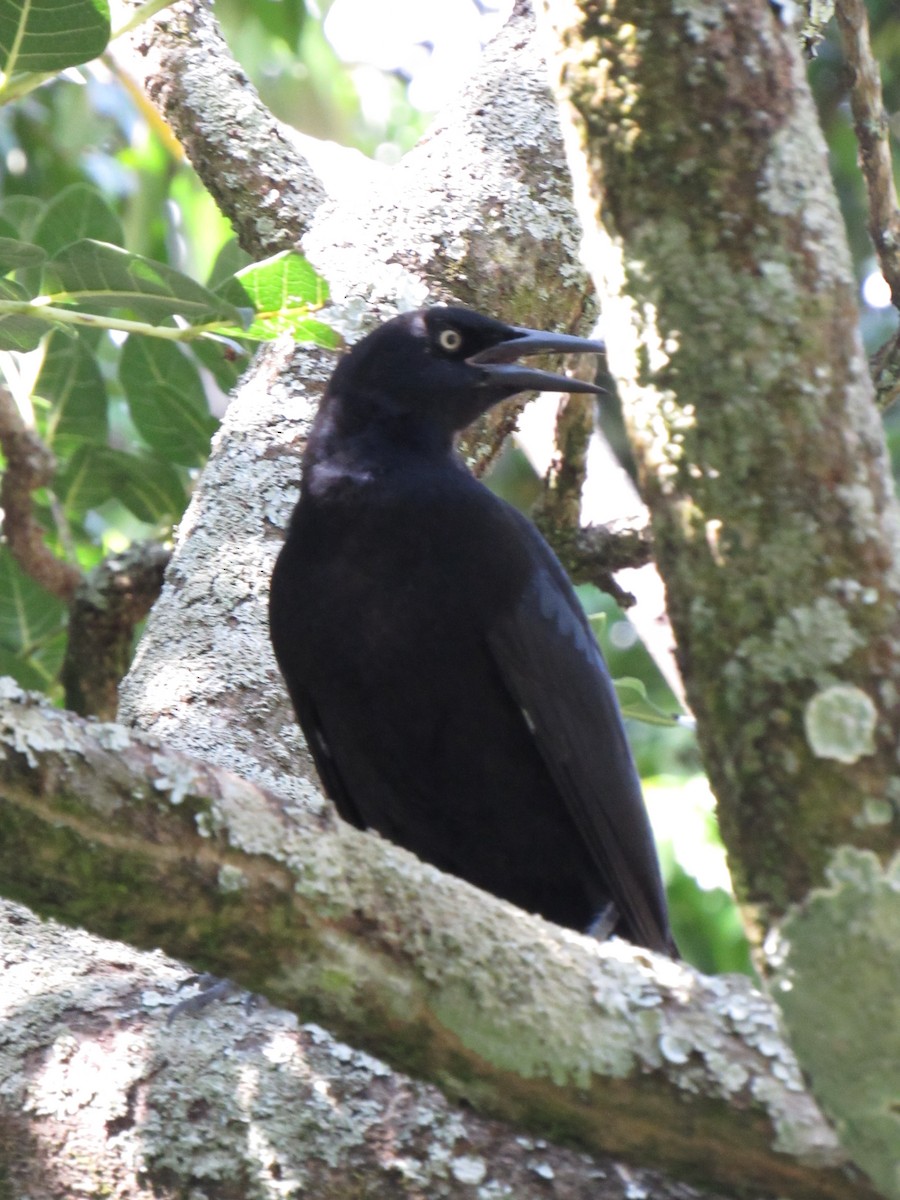 Great-tailed Grackle - ML646422466