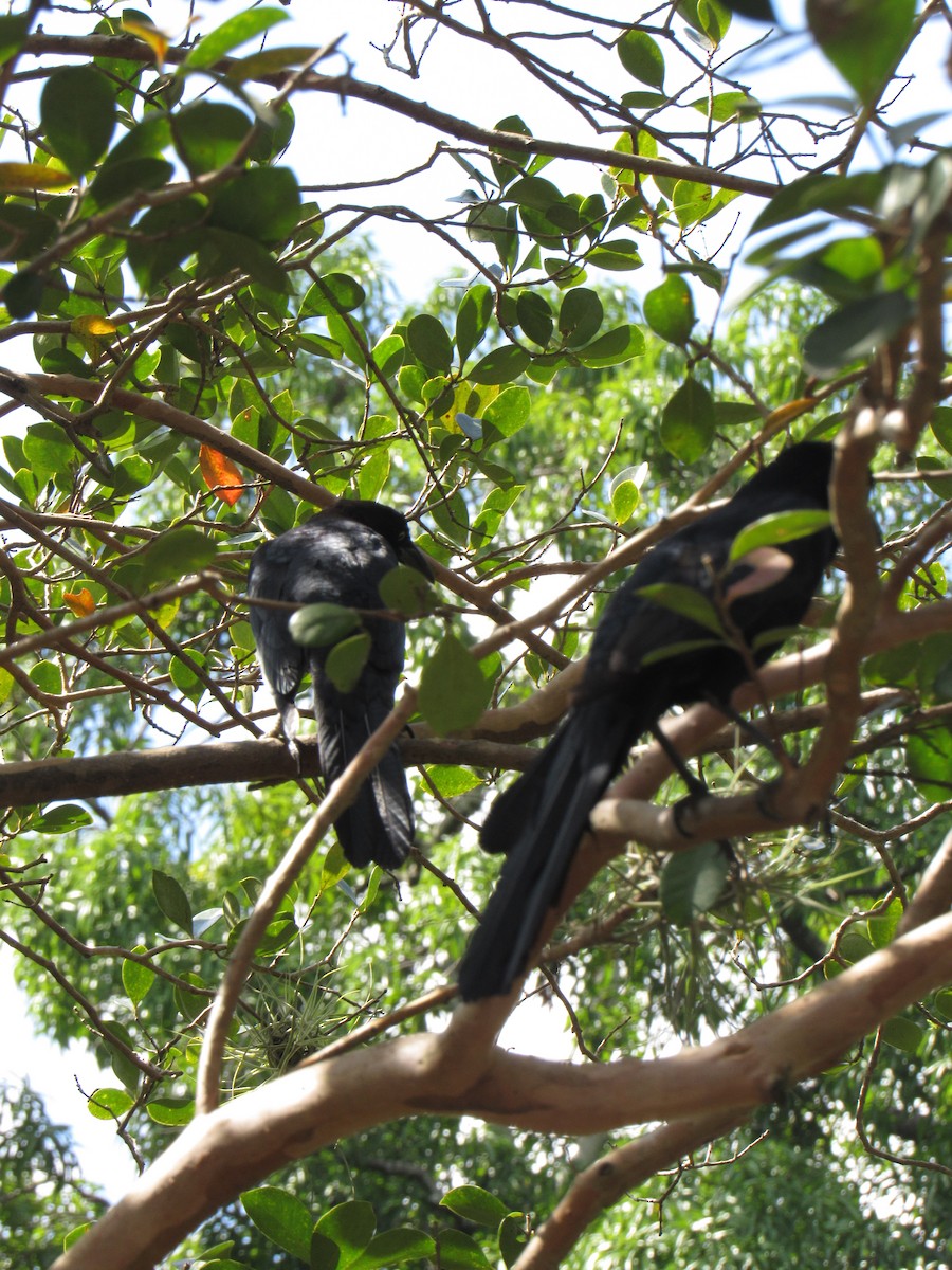 Great-tailed Grackle - ML646422467