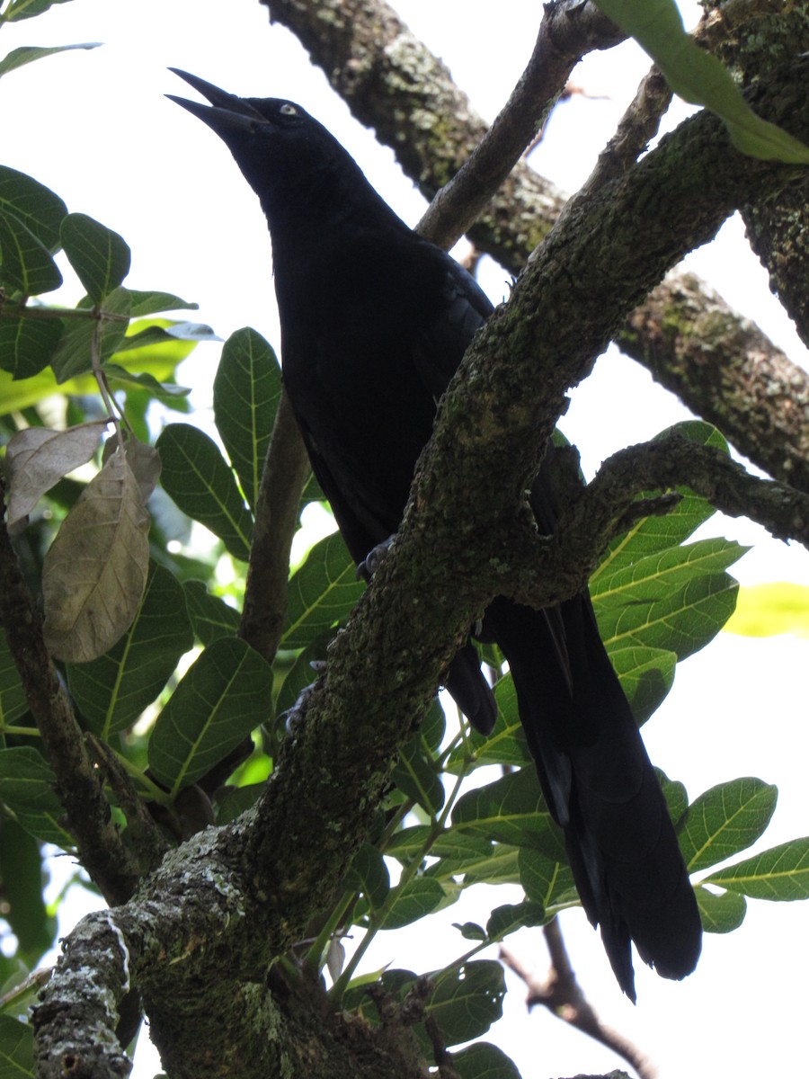 Great-tailed Grackle - ML646422468