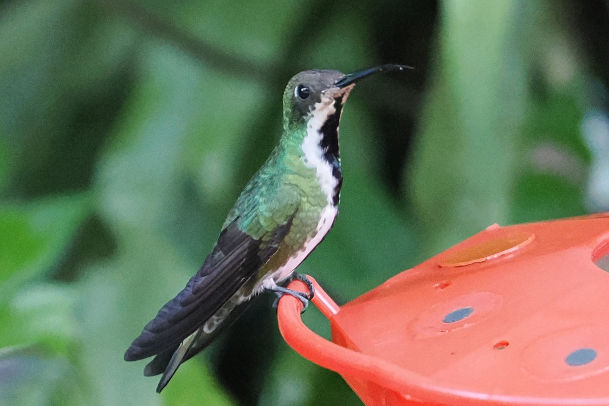 Black-throated Mango - ML646422478