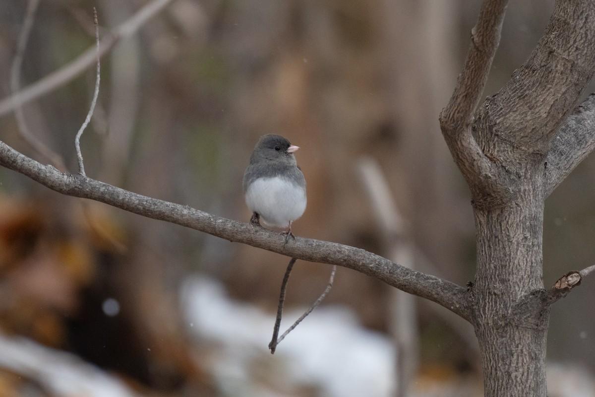 Dark-eyed Junco - ML646422481