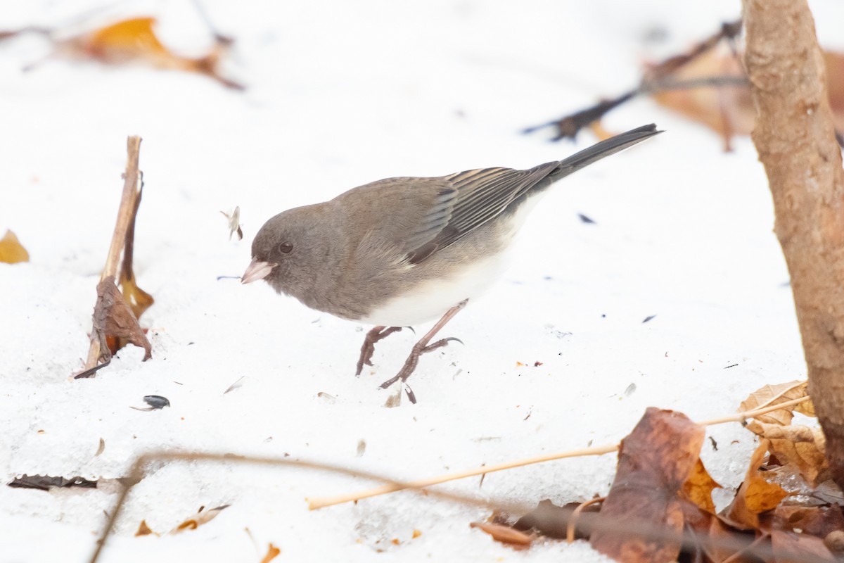 Dark-eyed Junco - ML646422483