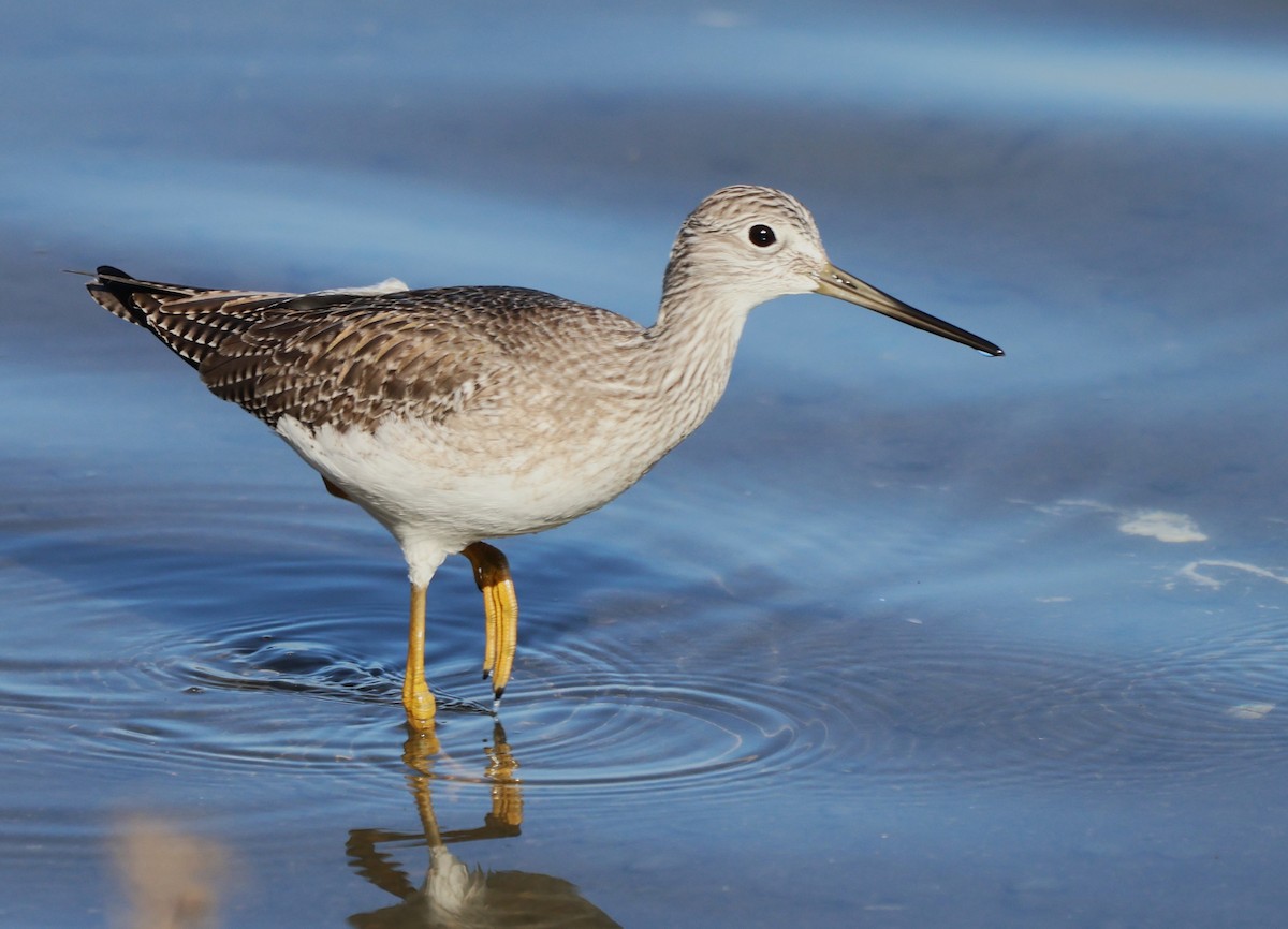Greater Yellowlegs - ML646422513
