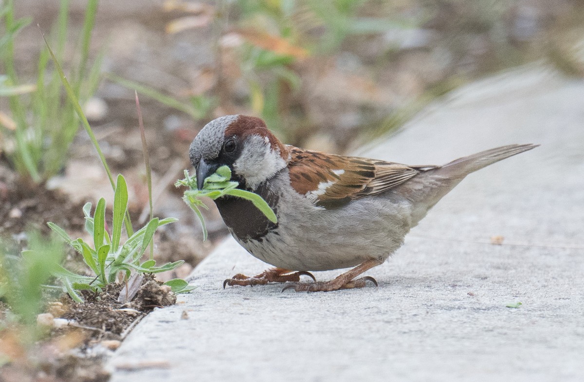 House Sparrow - ML646422516