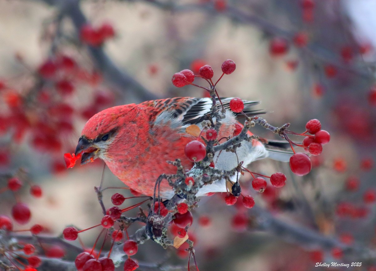 Pine Grosbeak - ML646422517