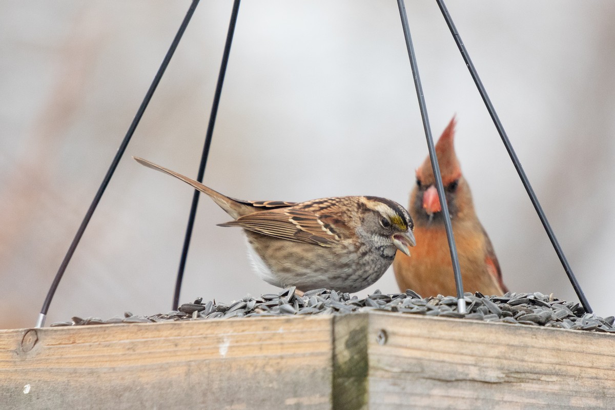 White-throated Sparrow - ML646422518