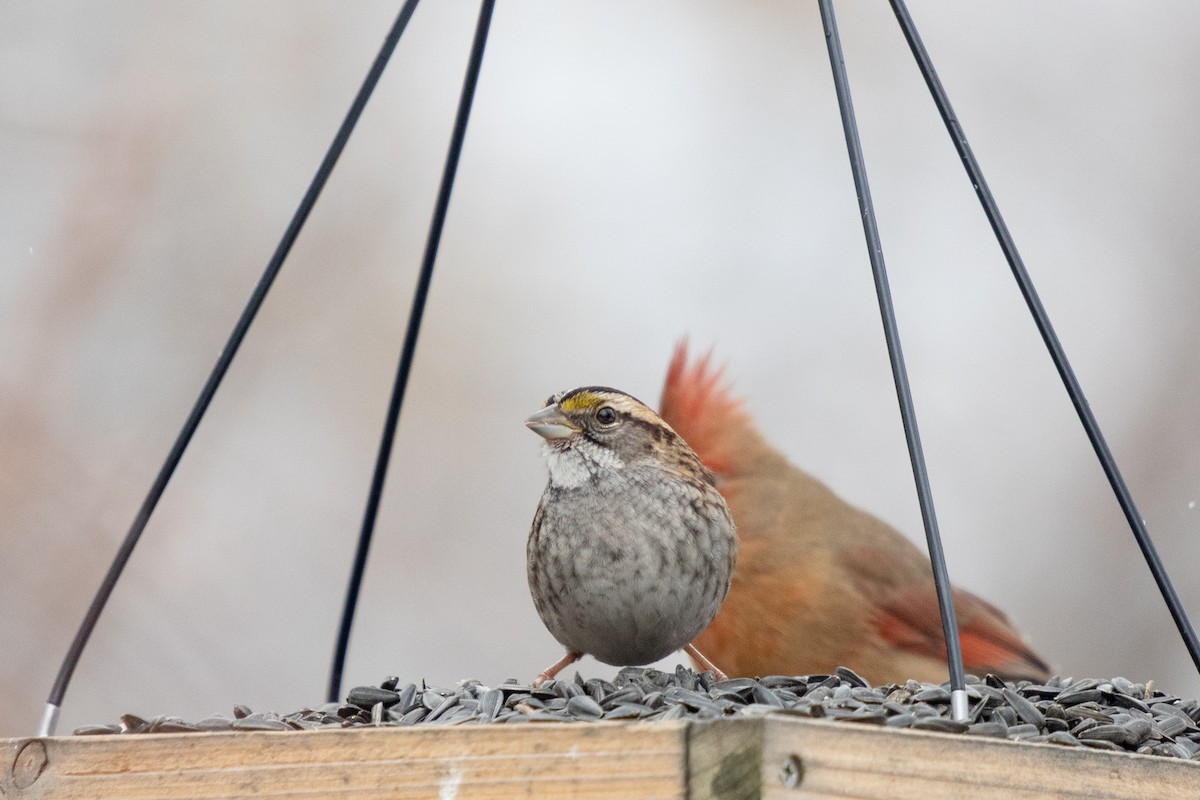 White-throated Sparrow - ML646422519