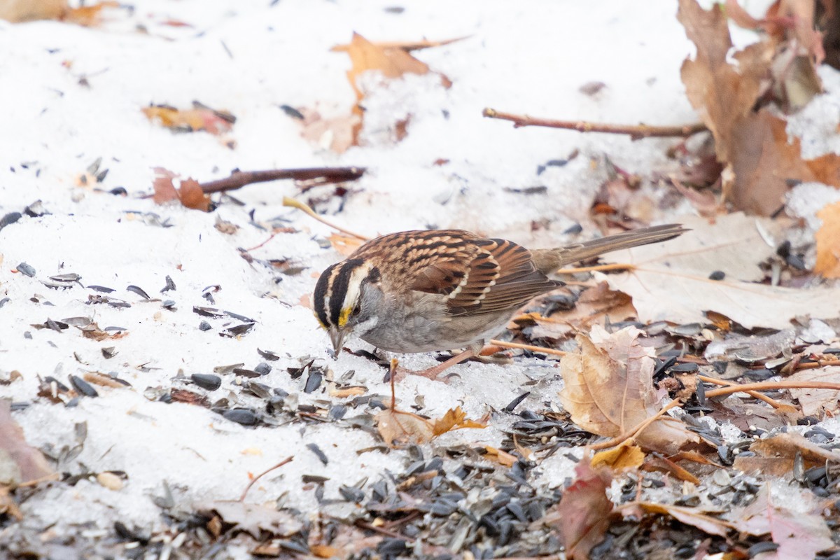 White-throated Sparrow - ML646422520