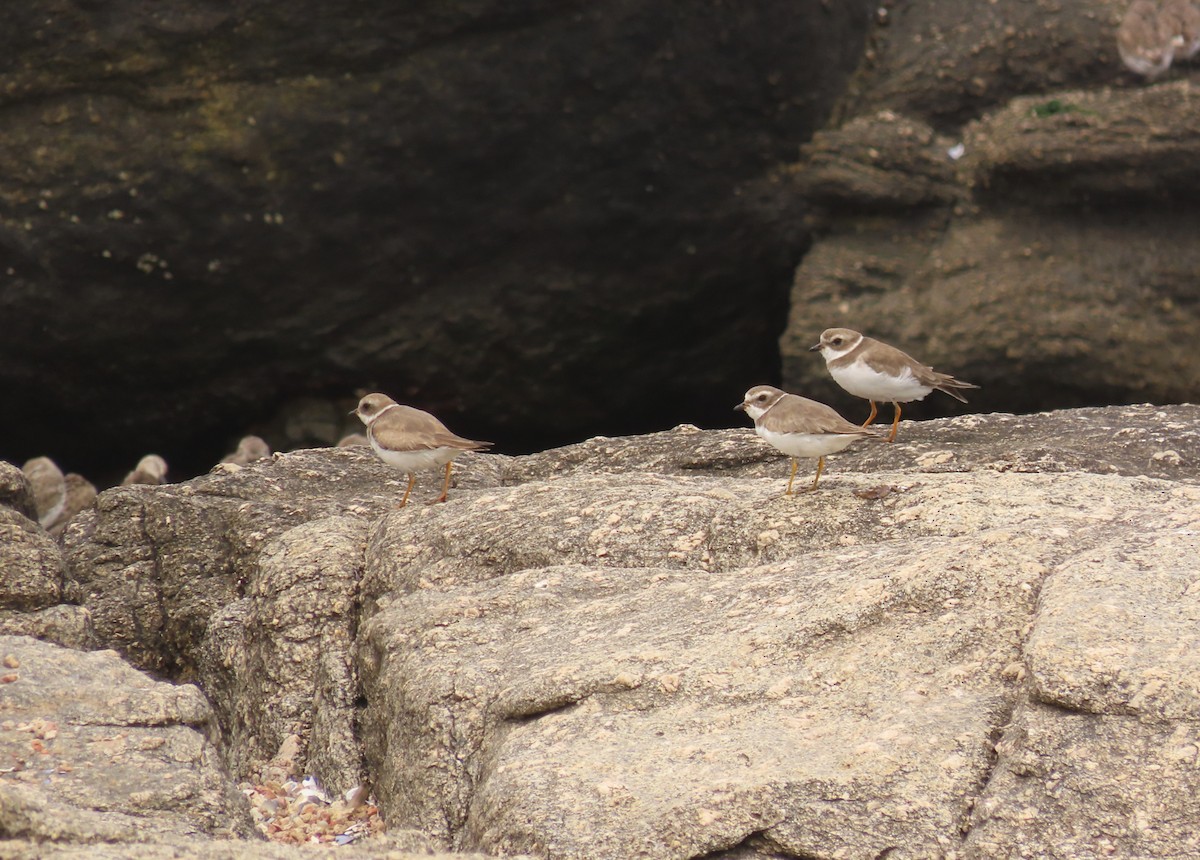 Semipalmated Plover - ML646422521