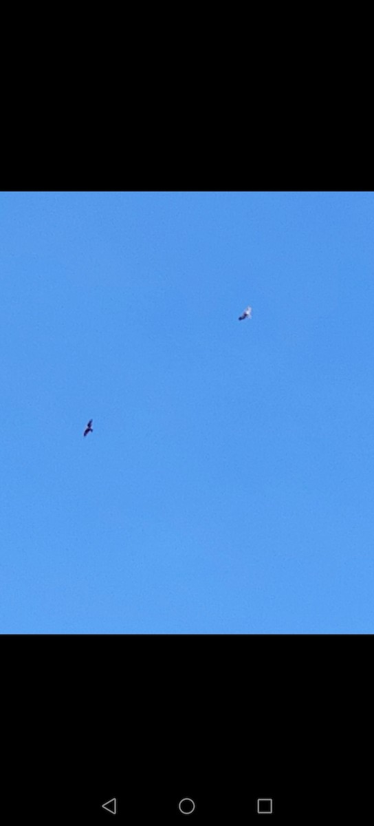 Red-tailed Hawk - ML646422525