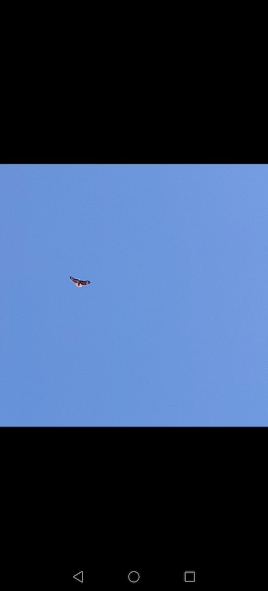 Red-tailed Hawk - ML646422526