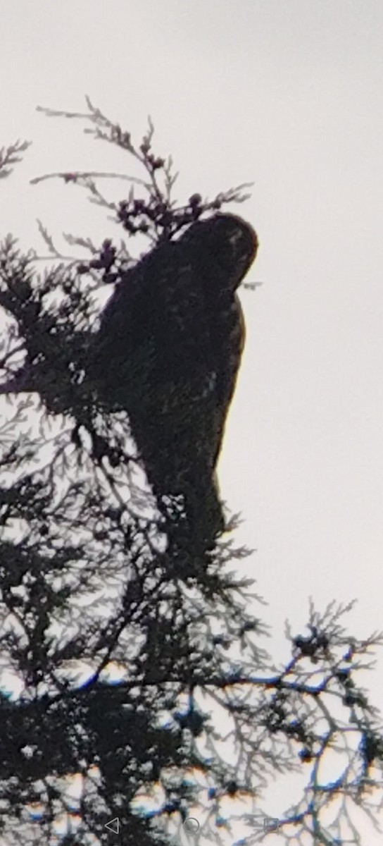 Red-tailed Hawk - ML646422527