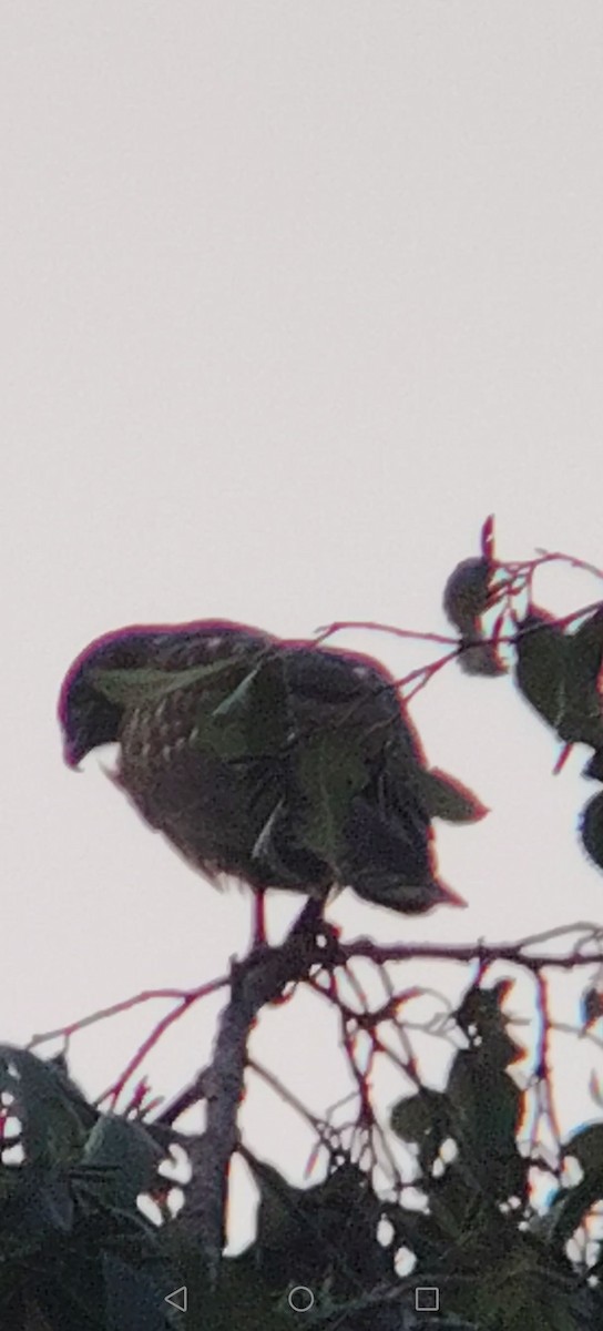 Red-tailed Hawk - ML646422528