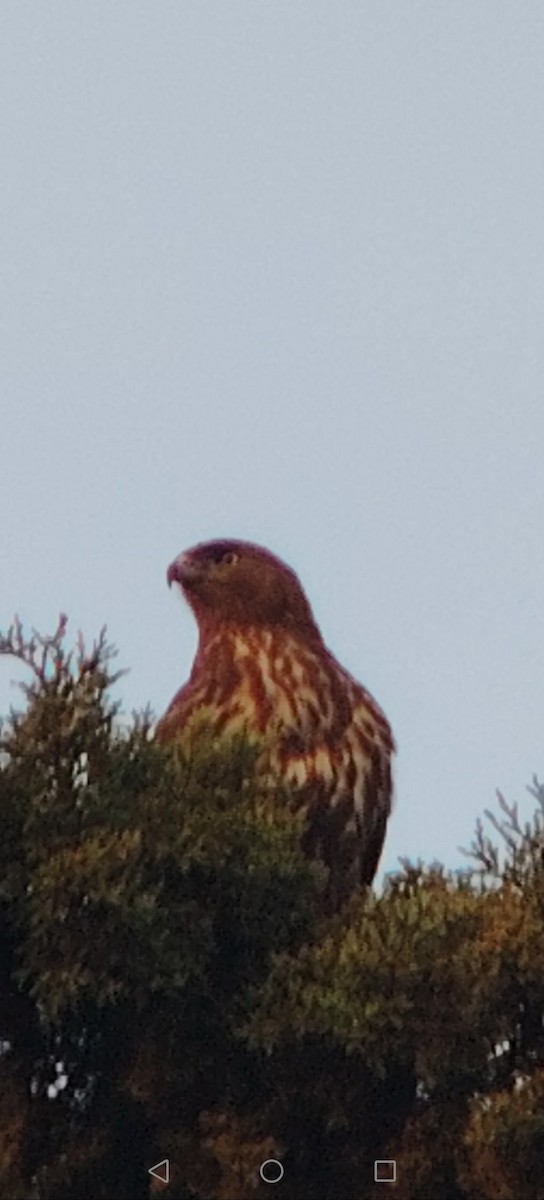 Red-tailed Hawk - ML646422529