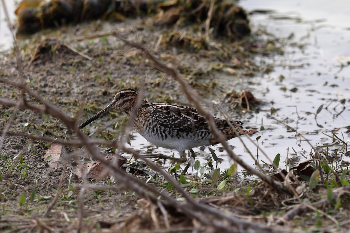 bekasina severoamerická - ML646422530