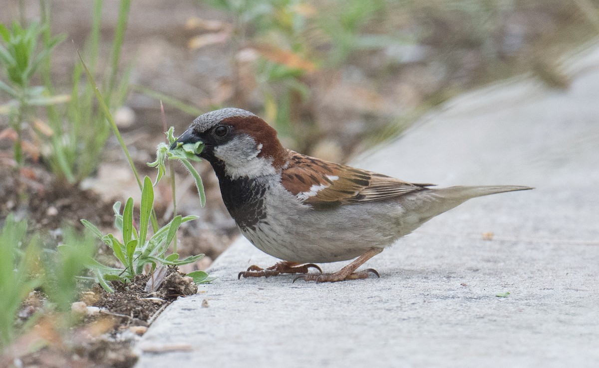 House Sparrow - ML646422531