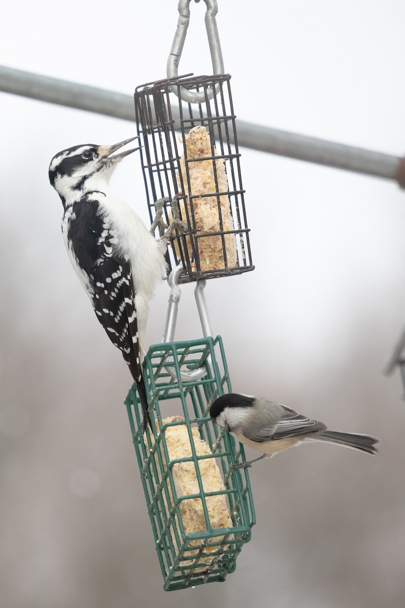 Hairy Woodpecker - ML646422532