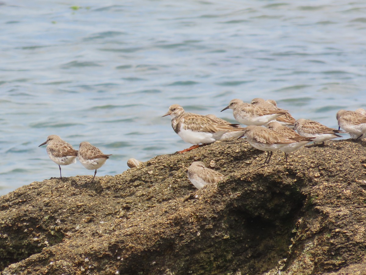 Voltapietre - ML646422533