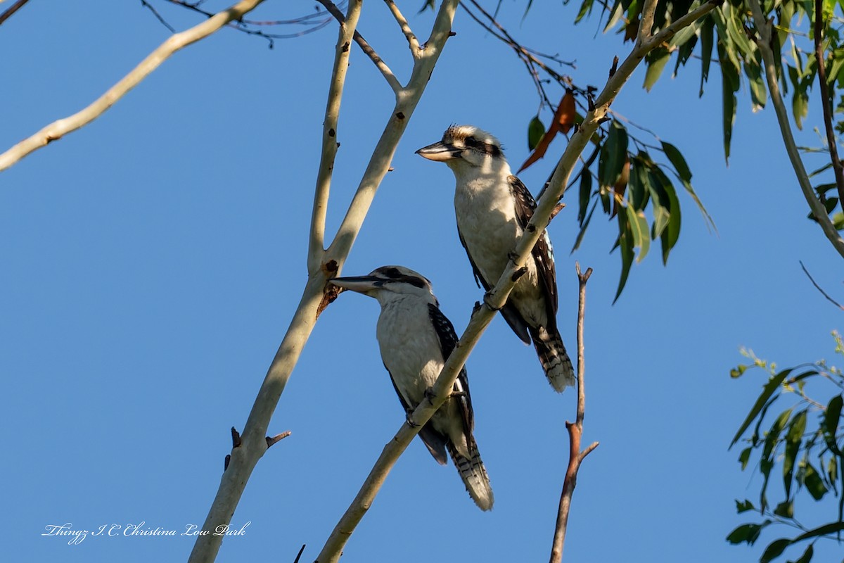 Laughing Kookaburra - ML646422534