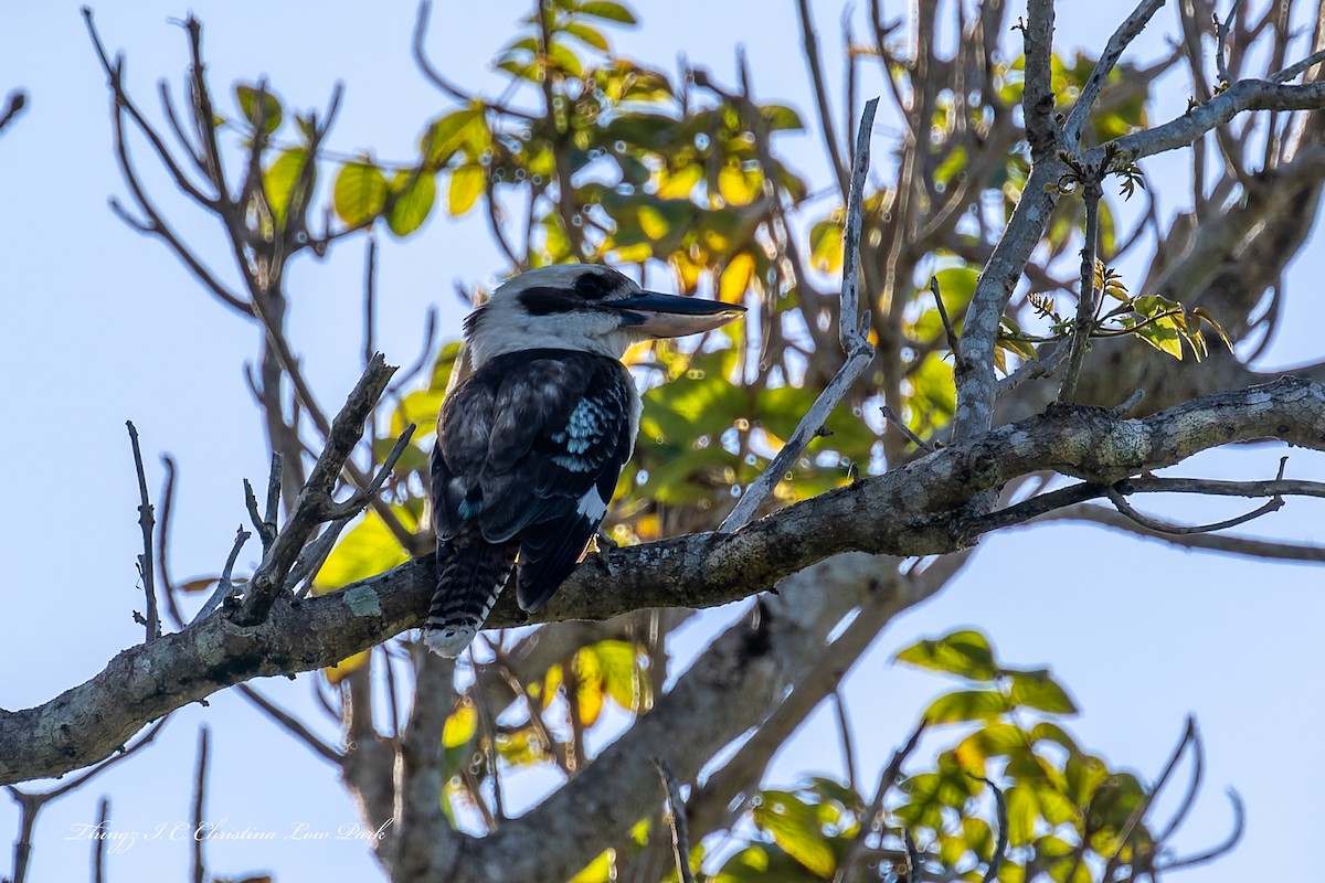 Laughing Kookaburra - ML646422535