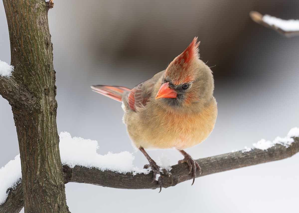 Northern Cardinal - ML646422536