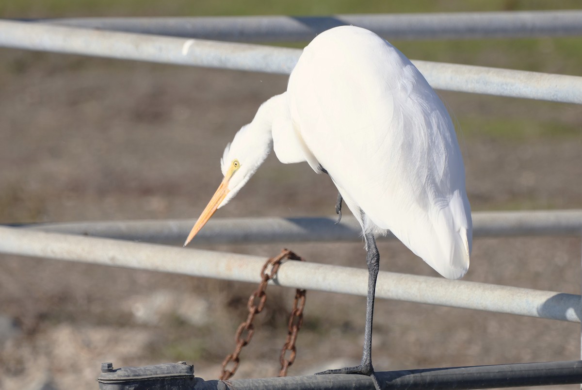 Garceta Grande - ML646422539