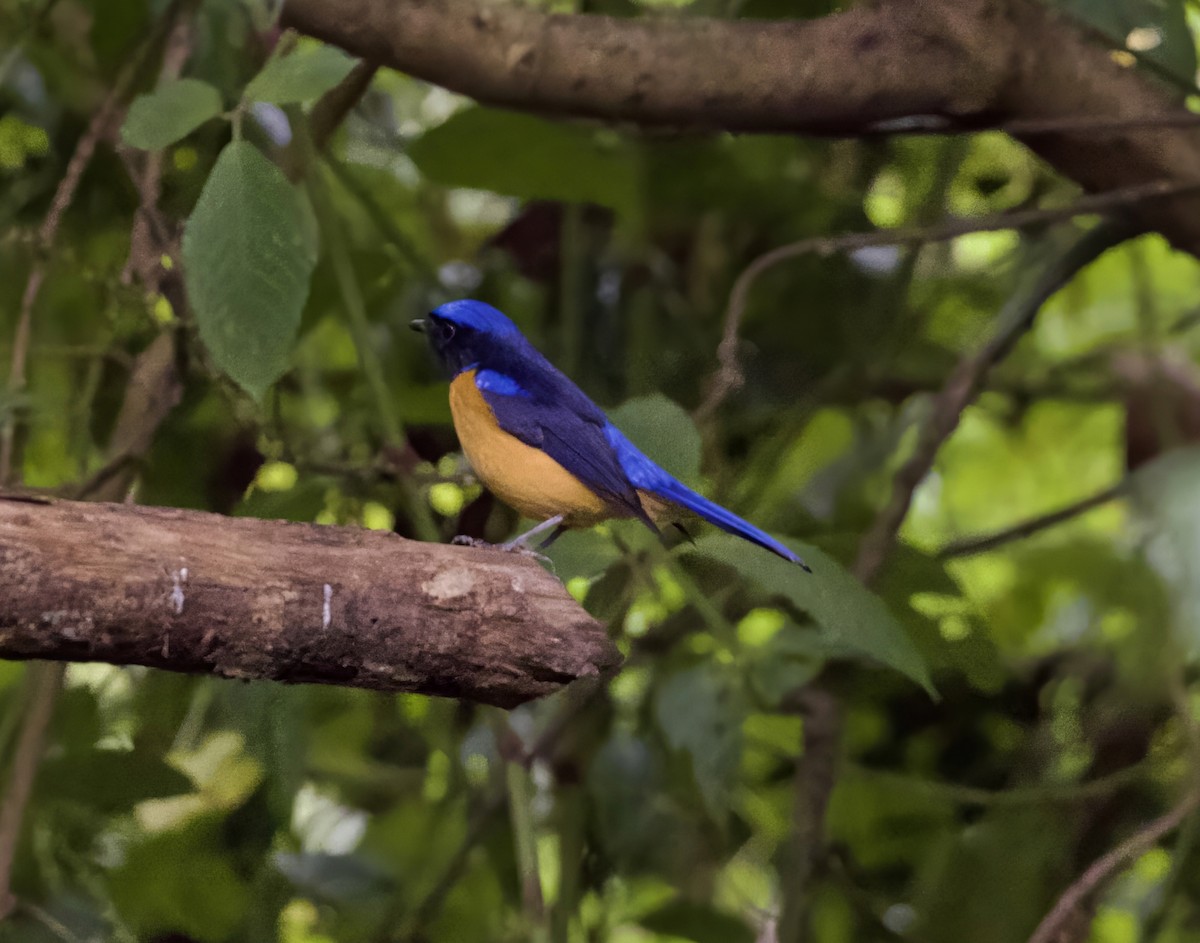 Rufous-bellied Niltava - ML646422540