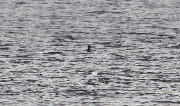 Canvasback - ML646422541