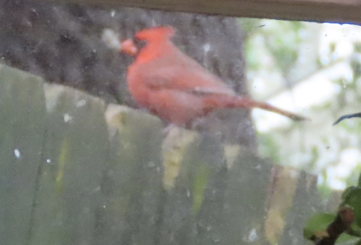 Northern Cardinal - ML646422542