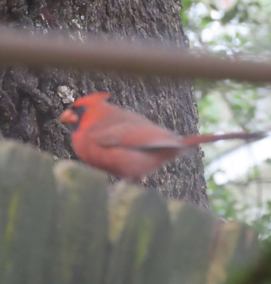 Northern Cardinal - ML646422543