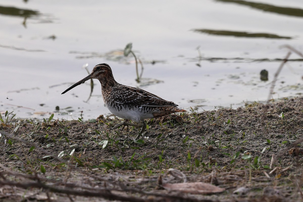 bekasina severoamerická - ML646422544