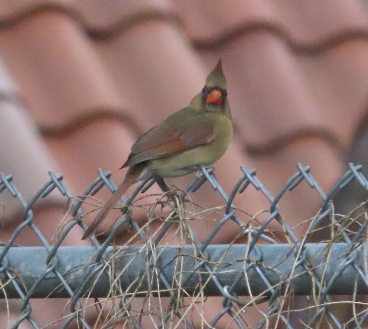 Northern Cardinal - ML646422545