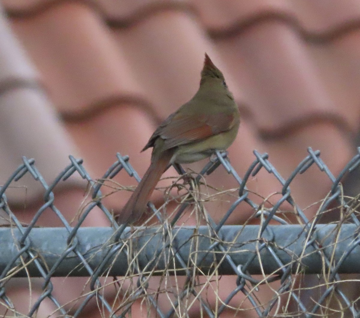 Northern Cardinal - ML646422546