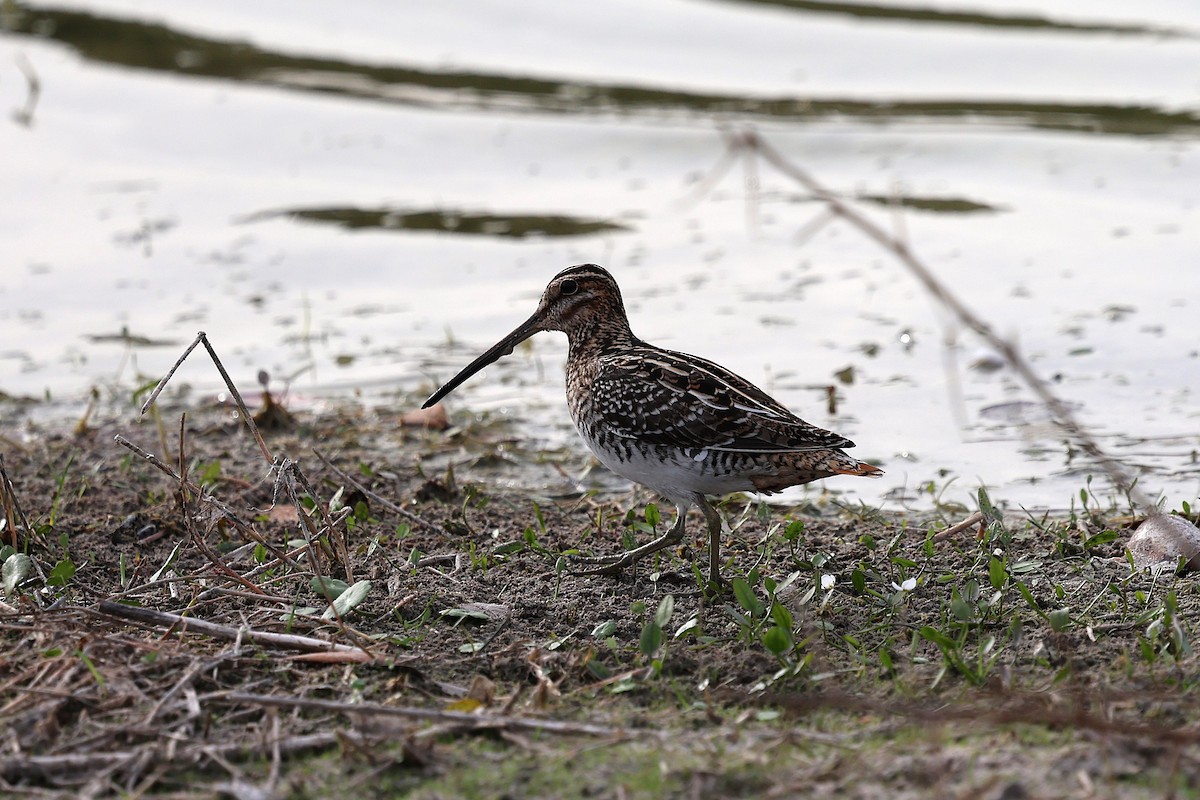 bekasina severoamerická - ML646422548