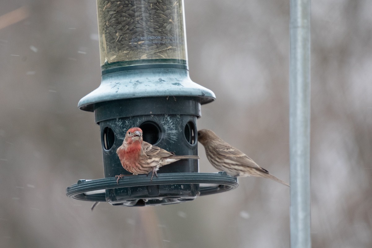 House Finch - ML646422552