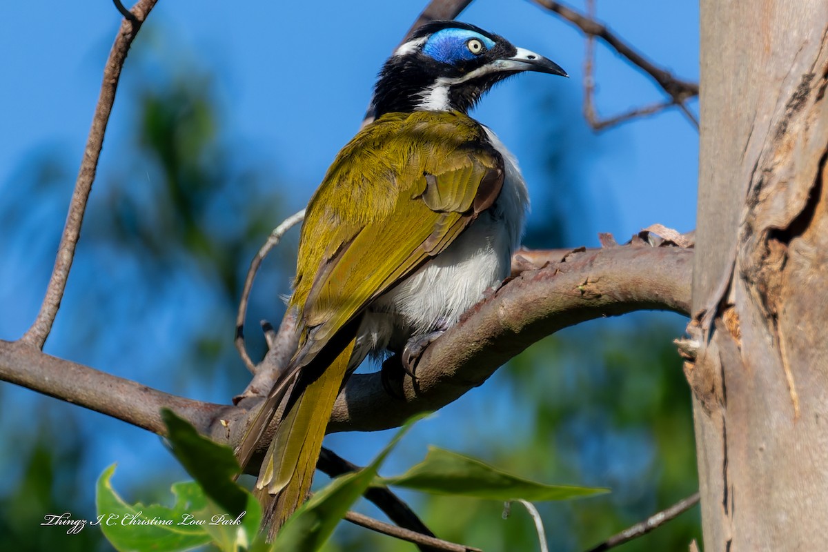 Blue-faced Honeyeater - ML646422555